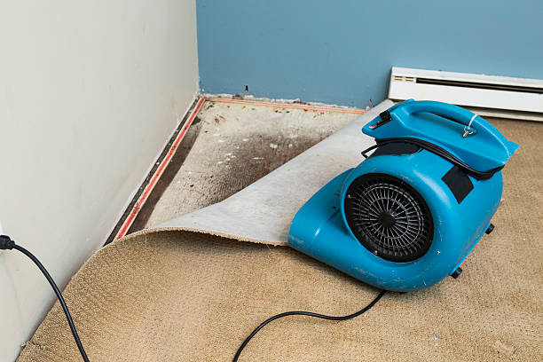 Best Basement water damage restoration  in Sabina, OH